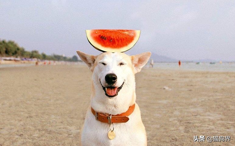 澶忓ぉ鐙楃嫍鐨偆鐥呭ぇ浣滄垬,鐙楃嫍鐨偆鐥呭ぇ浣滄垬