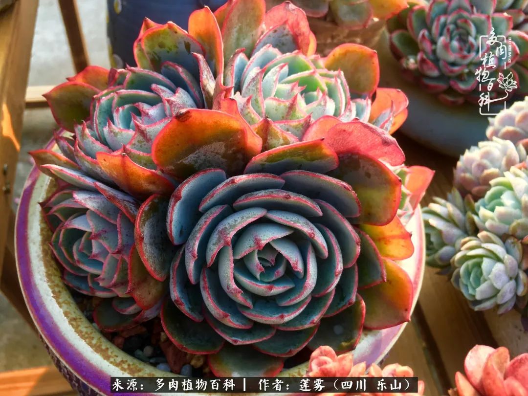 治愈系多肉精灵,初冬携一抹暖阳与多肉相伴