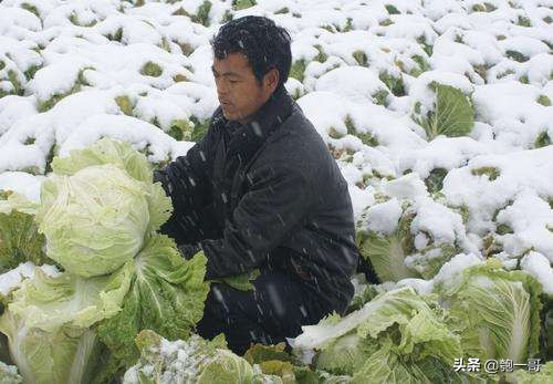 农产品下乡收购平台,农产品收购销售渠道