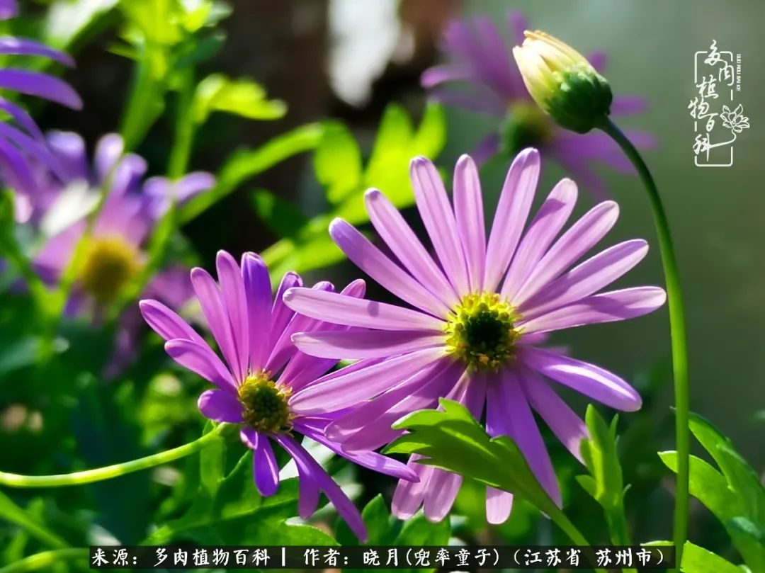 六年时间环游22个国家，却被多肉小萌物征服