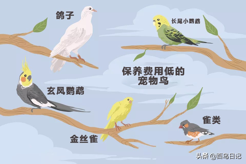 第五十三课：养鸟太麻烦？这5种低价宠物鸟可能更适合你