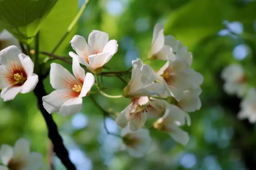 罗田县樱花美景,带你去看油桐花海