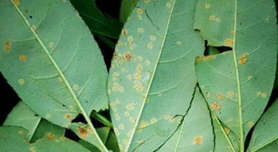 苯醚甲环唑治疗花椒锈病吗,锈病的特效药有哪些花椒