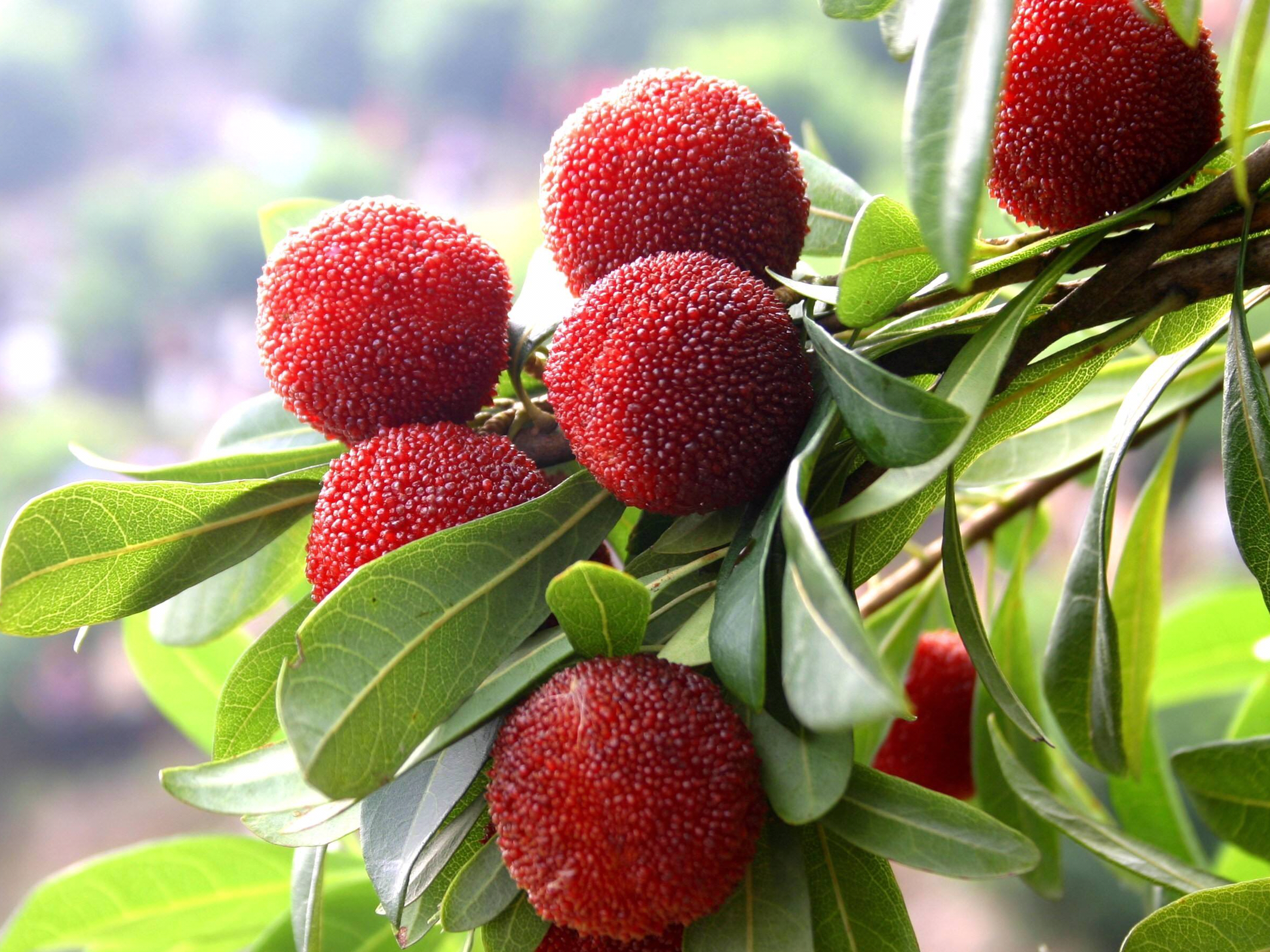 杨梅要怎么栽种才好吃,杨梅要如何种植才好吃