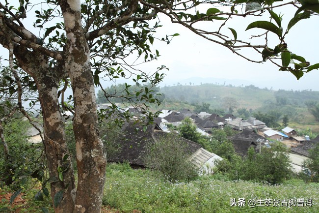 普洱茶之乡布朗山,普洱布朗山来历故事