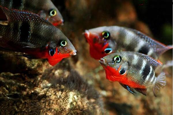 新手买什么观赏鱼最好又便宜,如何购买到高品质的鱼