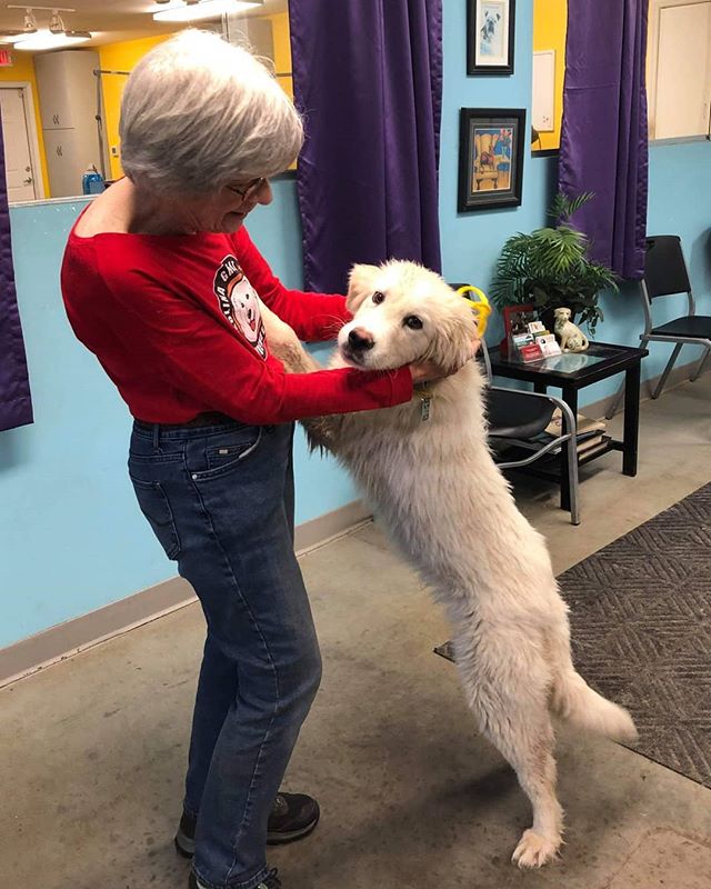 抚摸狗狗真的可以降血压吗,用手摸了狗以后吃东西会不会生病