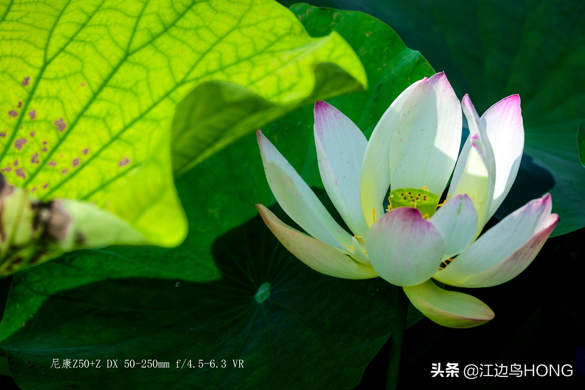 尼康z50双头套机价格,尼康z套机最低价7849