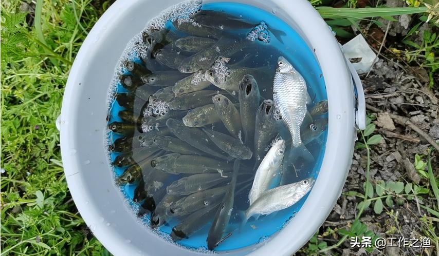 野钓麻将鲫的一些个人小建议,麻将鲫多的地方怎么钓大鲫鱼