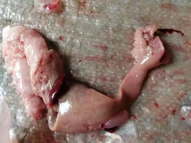 养殖草鱼起浮正常吗,养殖草鱼怎么样护肝