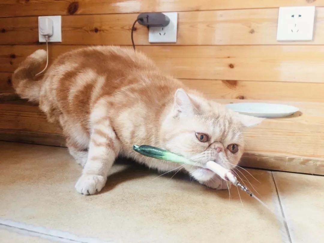 小猫咪为什么喜欢在阳光底下翻滚,小猫咪为什么爱偷袭