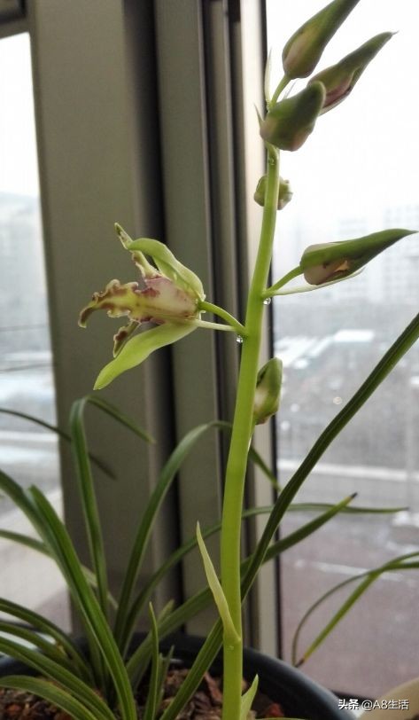 蕙兰兰花品种排名,蕙兰花精品品种