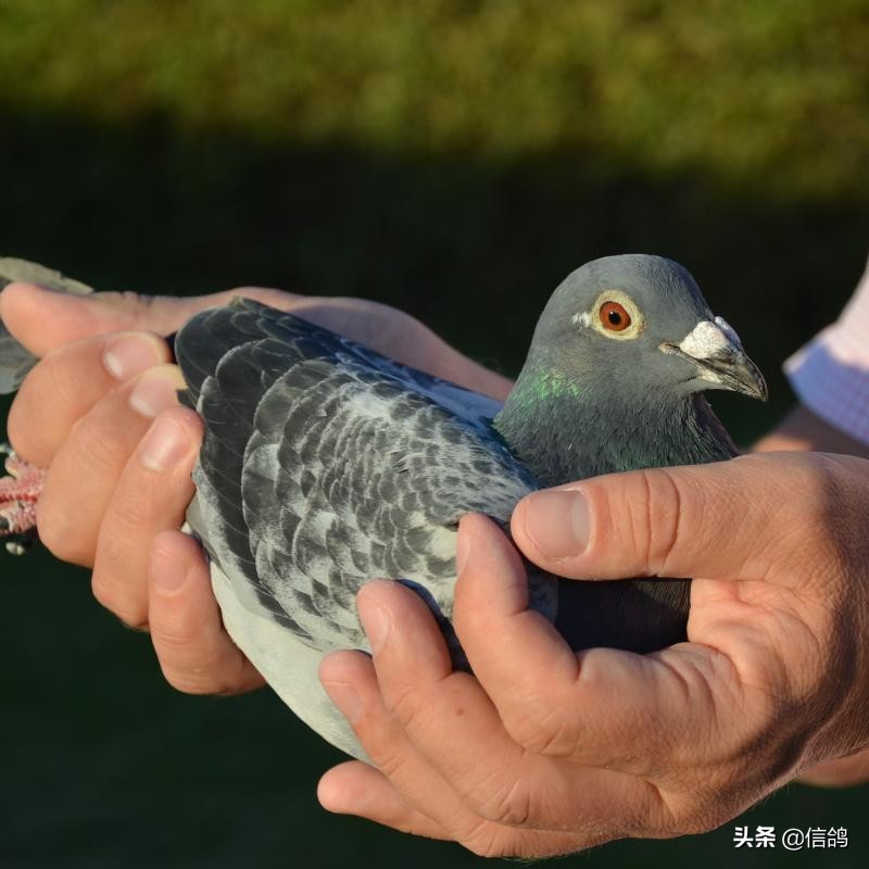 预防高温天气注意事项,预防恶劣天气的常识和方法