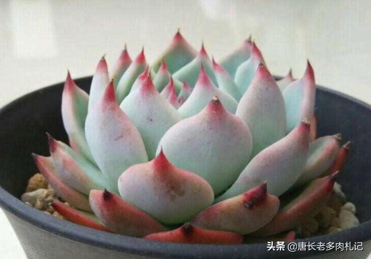 多肉吉娃娃的花语,吉娃娃多肉的寓意及花语图片