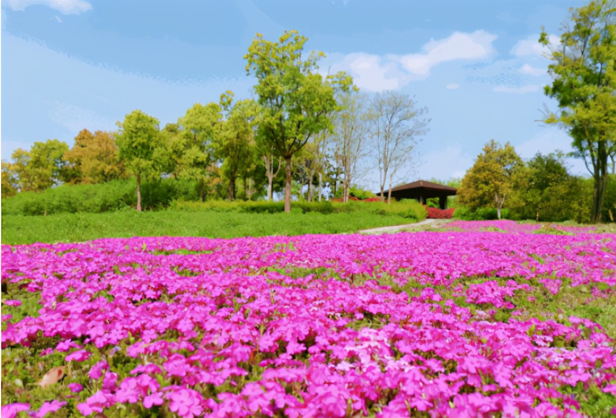 苏州的宠物公园在哪里,苏州有哪些乐园可以带宠物