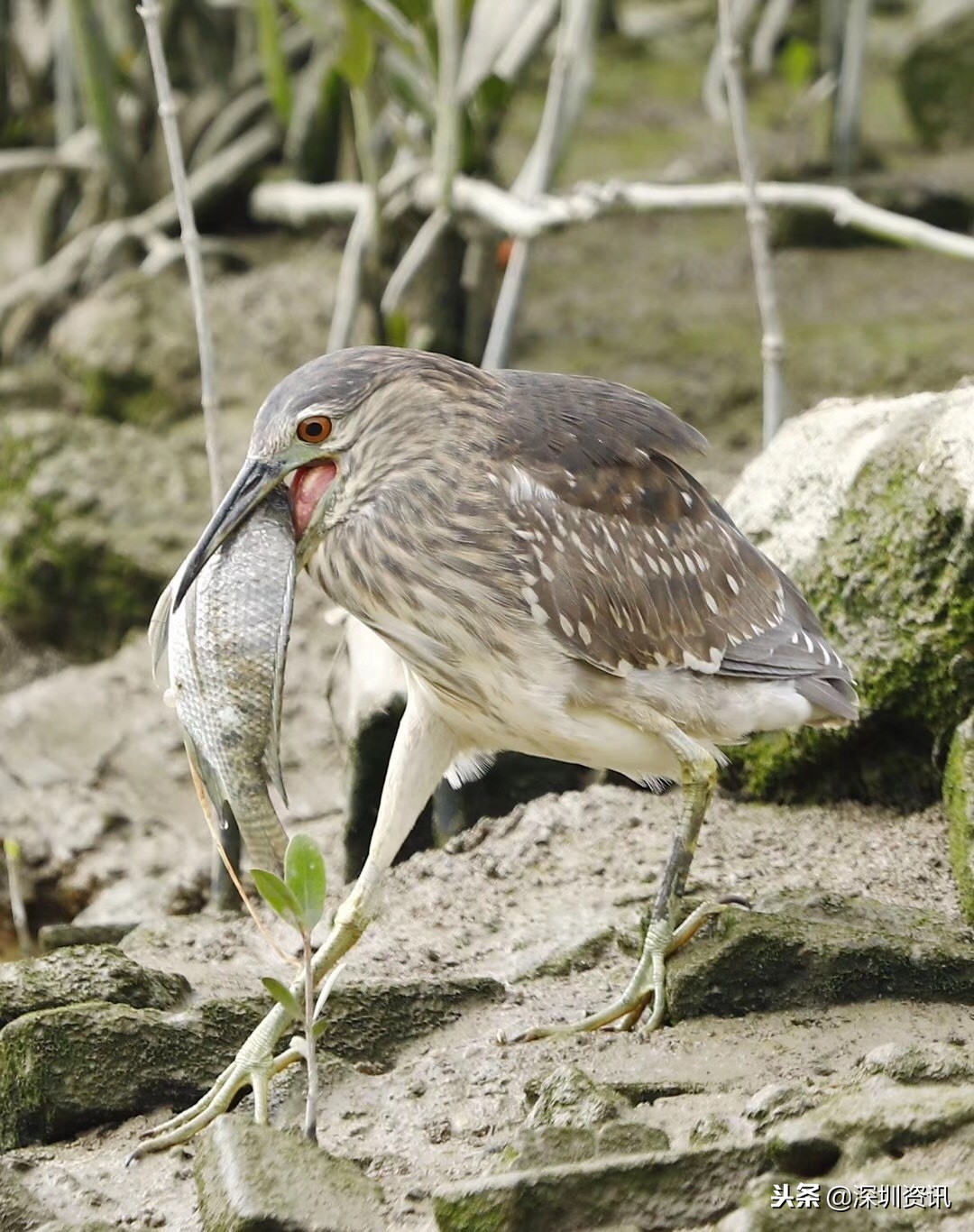 深圳红树林之旅，懂得取舍的候鸟！