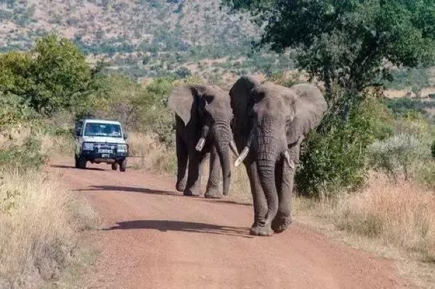 世界十大神奇动物,十大神奇动物园