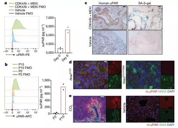 car-t细胞论文,自然论文