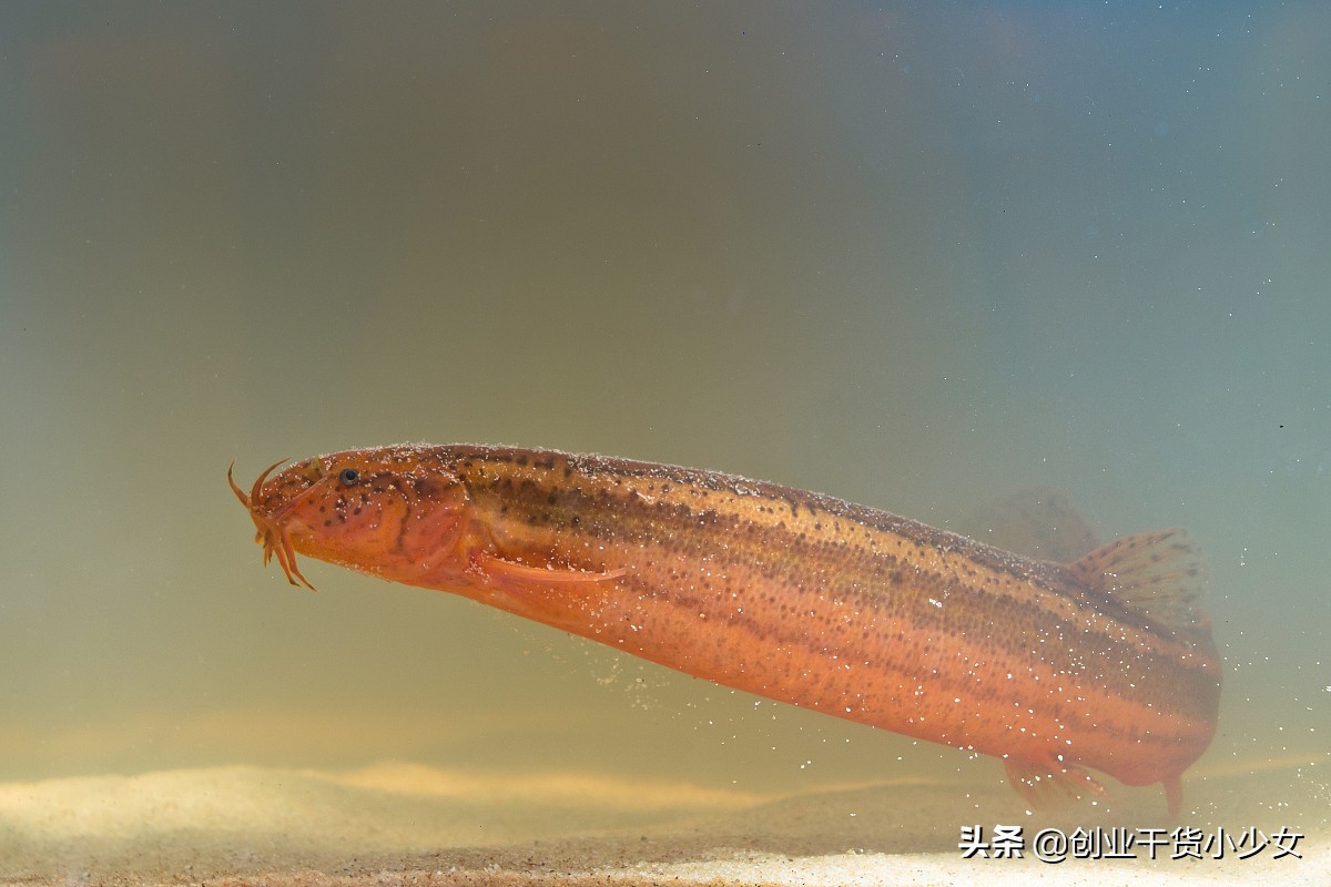 泥鳅养殖一亩地得多少钱利润,藕塘养殖黄鳝泥鳅的利润