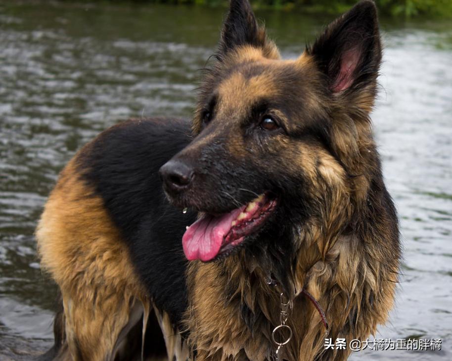 白色德牧和黑色德牧一样吗,全部颜色的德牧