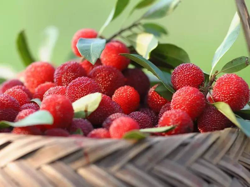 杨梅要怎么栽种才好吃,杨梅要如何种植才好吃