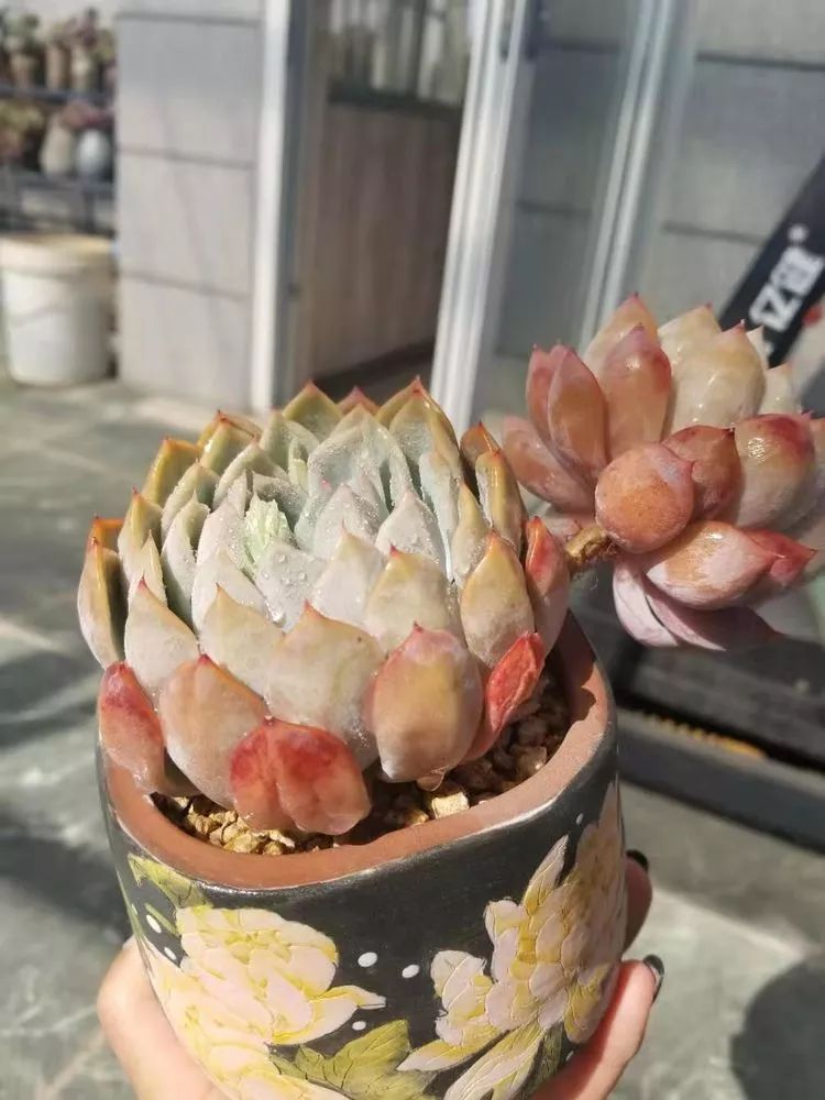 爱机车,爱多肉,宝妈花姐的诗和远方