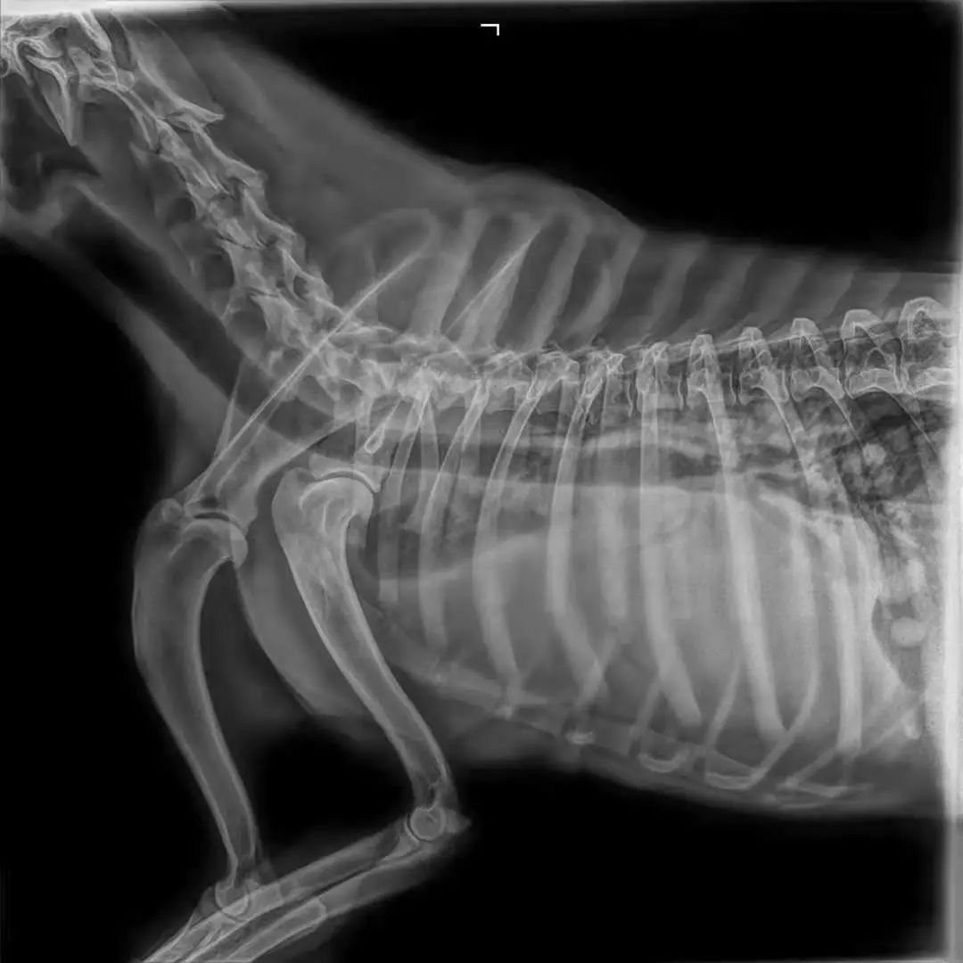 震惊！原来狗狗也会患乳腺肿瘤，宠物家长该怎么样