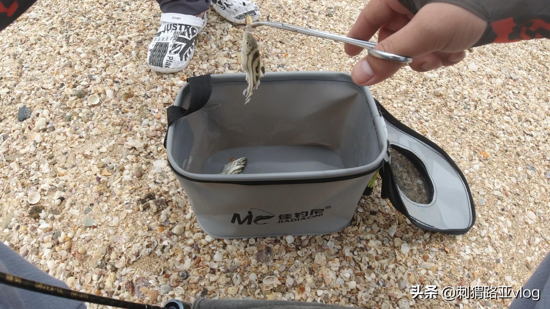 路亚钓海鱼视频,路亚钓鱼近岸小范围作钓攻略