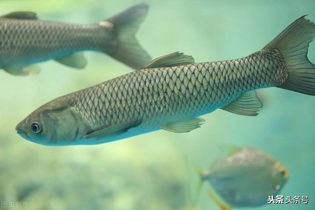 钓草鱼调漂的正确方法李大毛,韭菜直接挂钩钓草鱼的方法