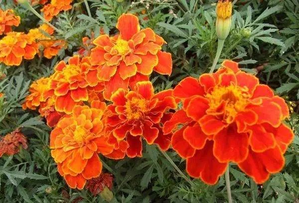 各国国花及花语英文,世界各国的国花资料