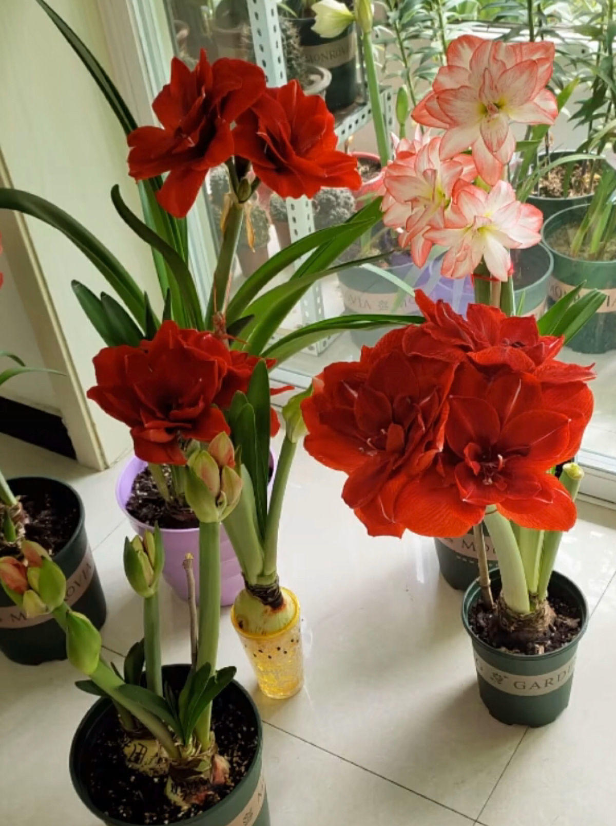 适合9月份养的绿植,四季最好养的10种花