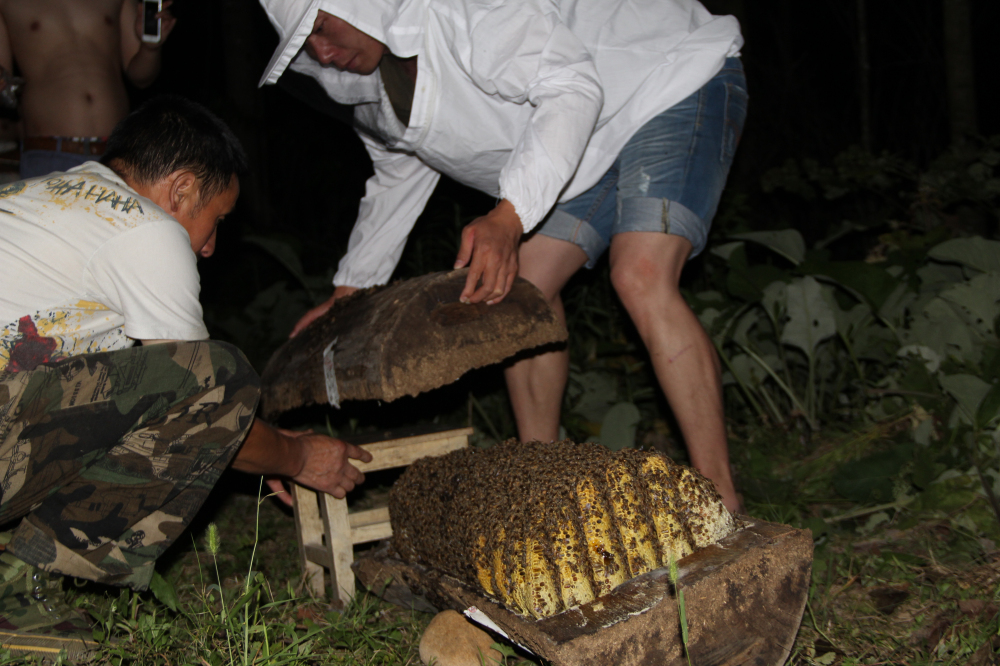 野蜂的口粮极为珍稀,一年等一次,再危险我们也要去“盗”一些!