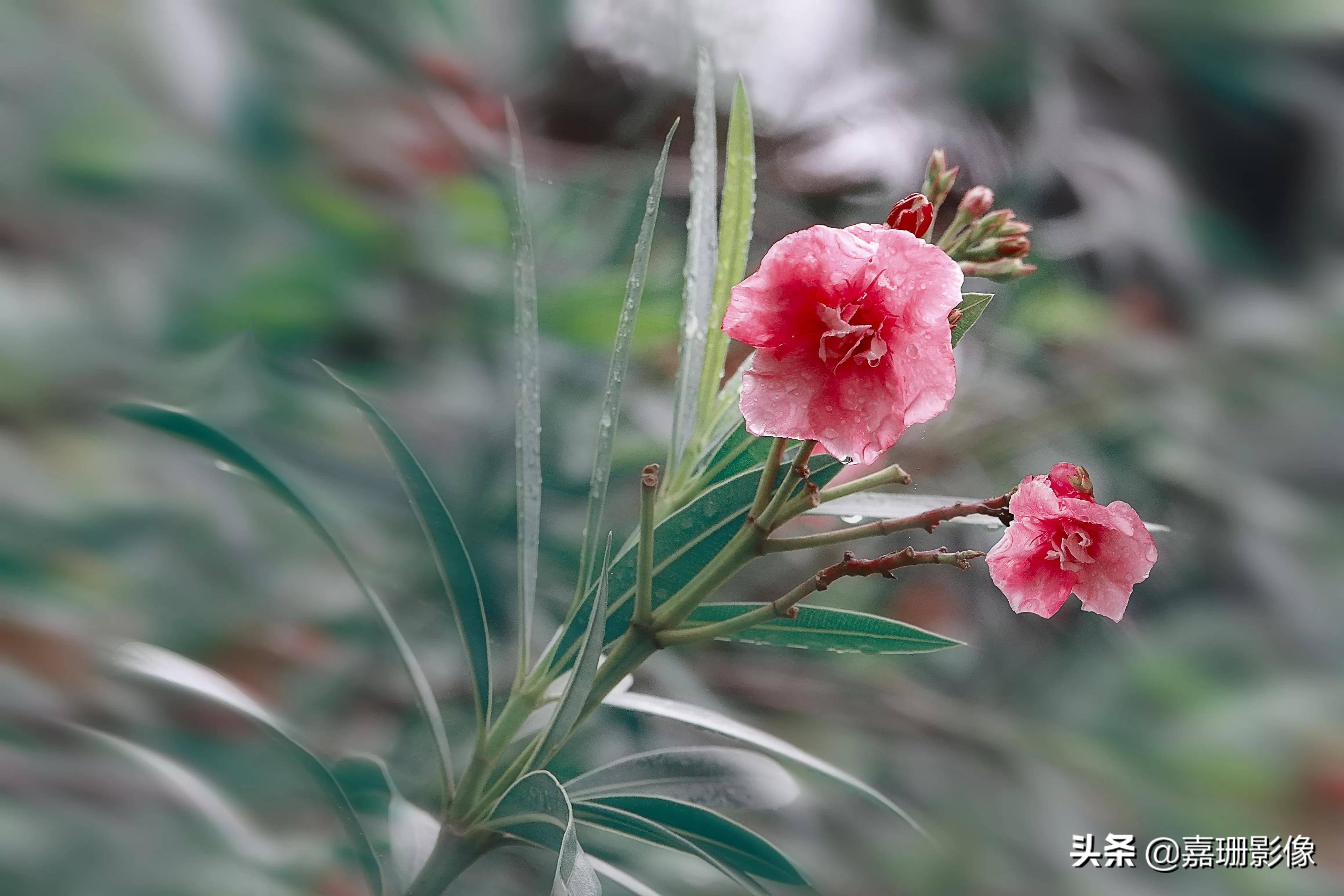 看看花容,听听花语2020年我镜头里的百种花卉