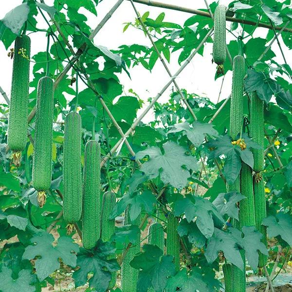 鑿滃惂,鑿滃惂鍐滀笟鏈潵鍙戝睍瓒嬪娍