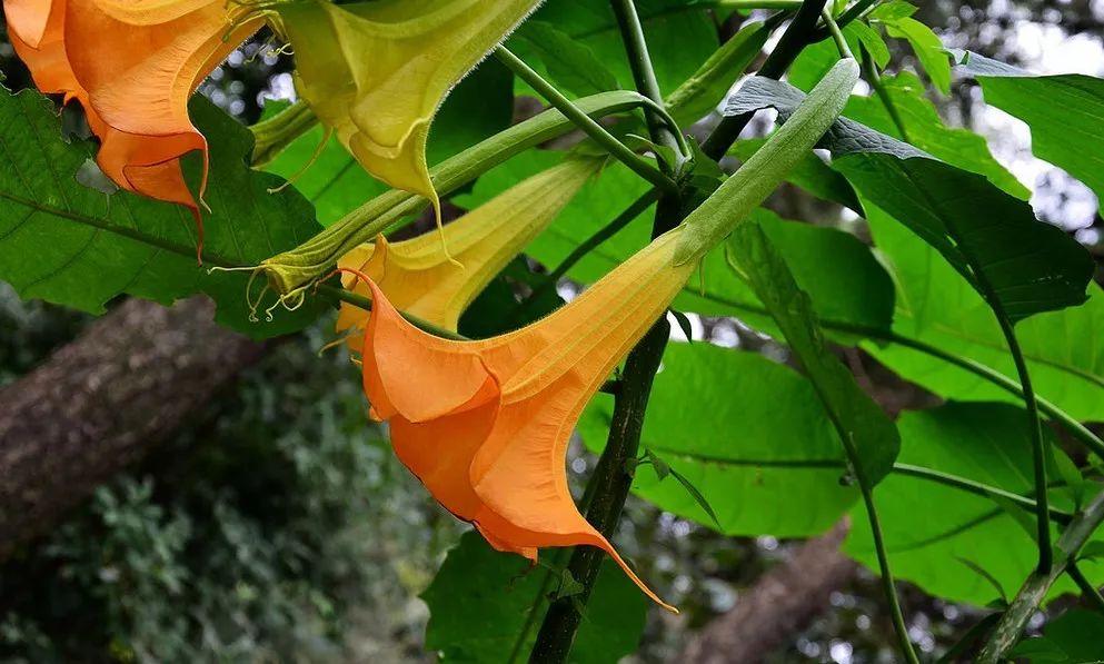 灵魂摆渡曼珠沙华的结局,灵魂摆渡的旁白曼珠沙华