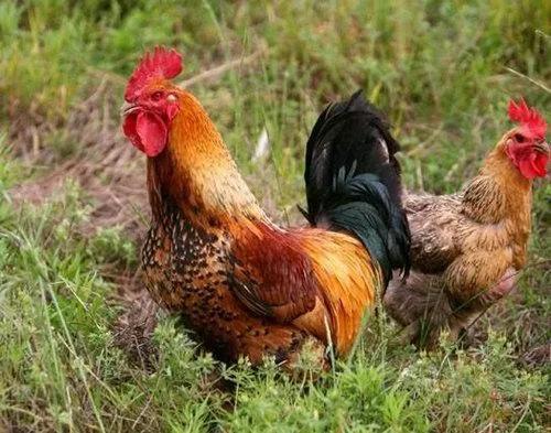 雏鸡白痢治疗土方法,雏鸡白痢死亡率