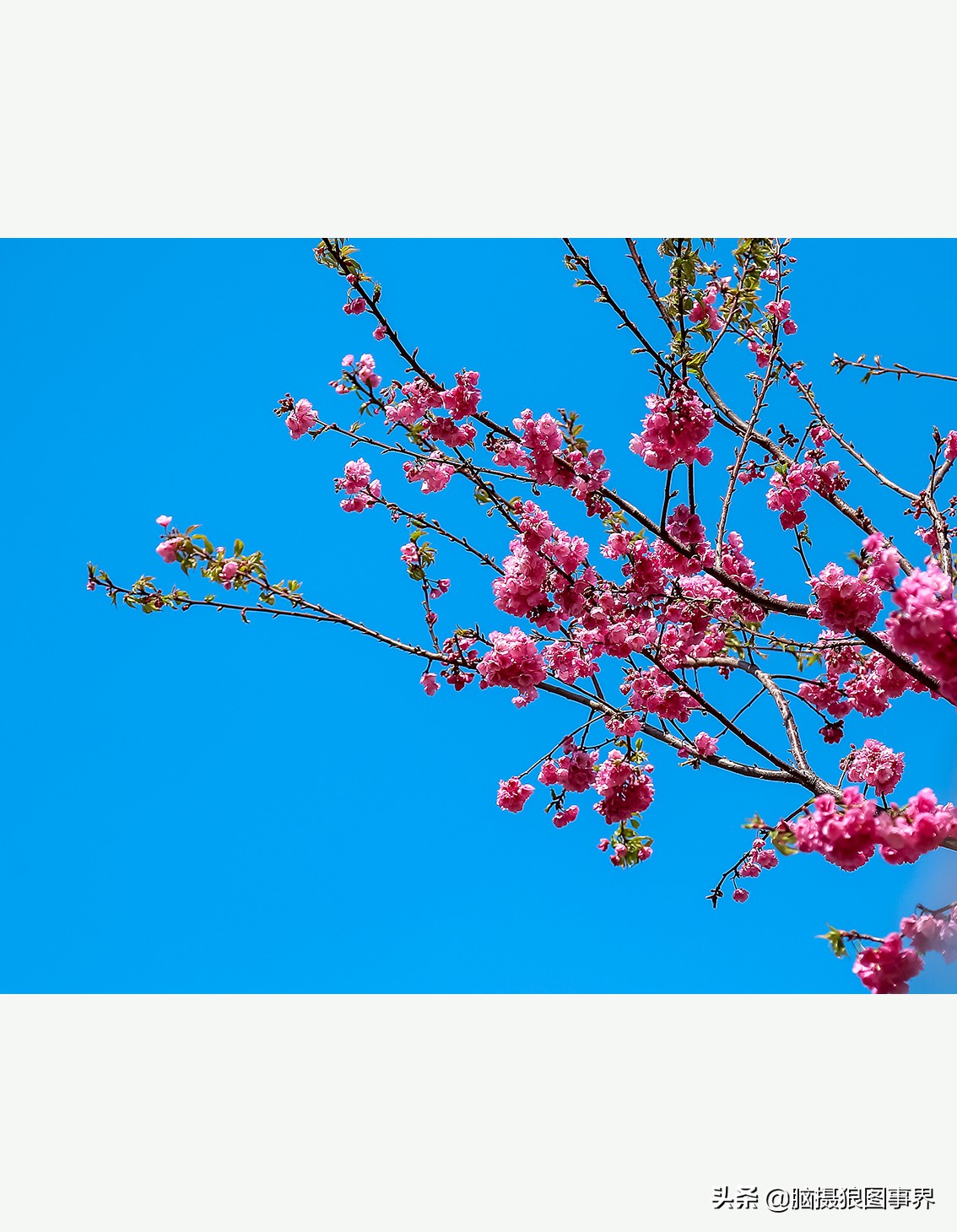 花卉拍摄中,多点对焦与单点对焦哪种更好?为什么主体不清晰?