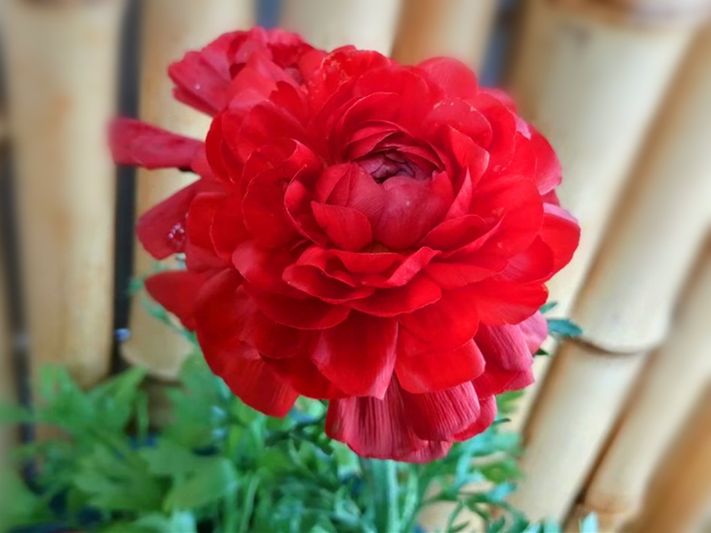 盆栽花毛茛叶片枯萎？别慌，这样处理一下，花毛茛七月也开花