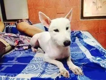 给萨摩耶犬剃毛,给萨摩耶剃毛怎么才能让它不动