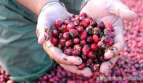 它长在矮丛里，丰收就得灌水，产量高保鲜期长，鲜果却少有人吃过