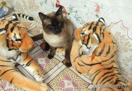 数学四维空间的滥用导致的人文后果，莫须有的方外之学的数学证实