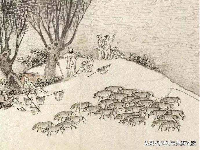 教你如何画猪,来一个画猪教程