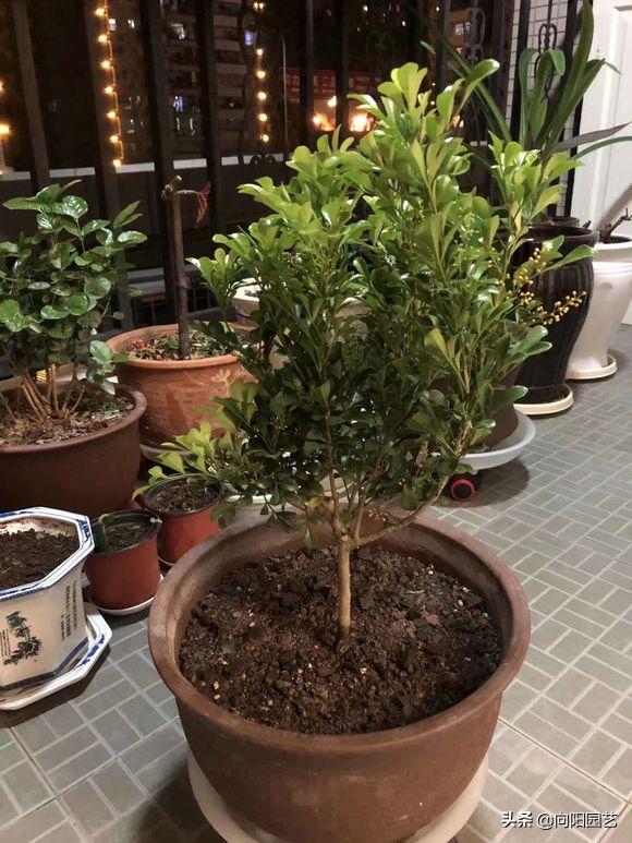 米兰冬天怎么养开花多,米兰花耐寒多少度