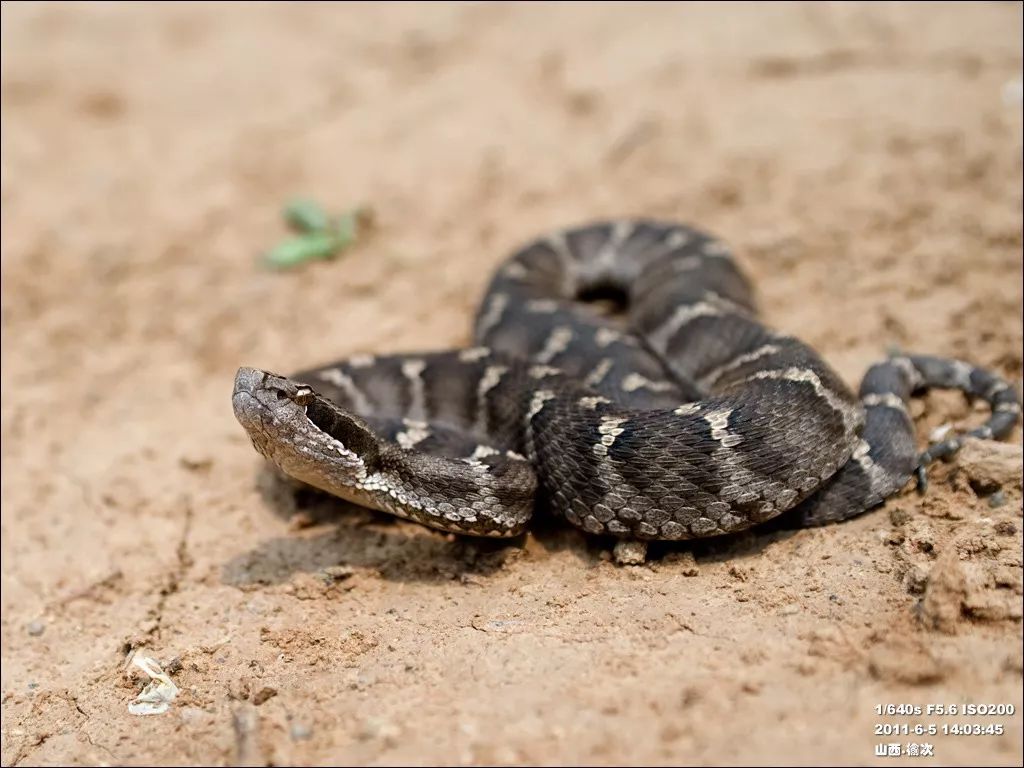 家里进蛇怎么办可以报警吗,家里进蛇找谁可以处理