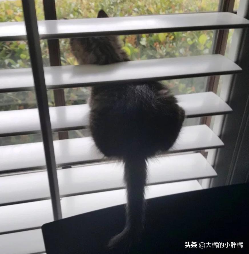 小猫多年后再次见到主人的反应 (盘点小猫相遇的时候他们的反应)