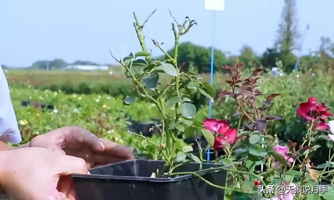 秋季月季突然枯萎是怎么回事,月季花朵未开就干枯了是怎么回事