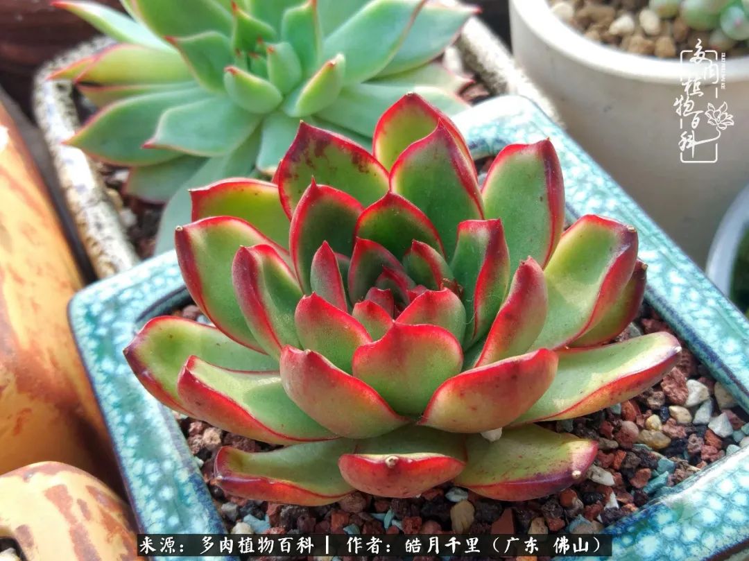 多肉娇气养不活多肉的10个秘密,养多肉是件很治愈的事情