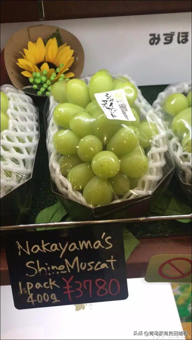 脱毒阳光玫瑰葡萄苗,阳光玫瑰特级苗