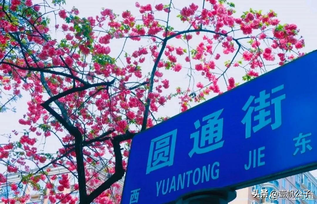 被大理的美景所折服,被丽江的风景美到了