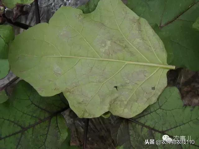 种茄子的六个步骤简短文字,种茄子的基本知识